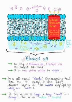 Class 11 Neural Control Overview | PDF | Chemical Synapse | Neuron