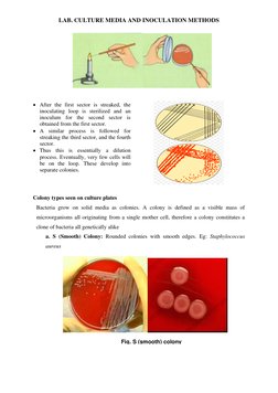 LAB. CULTURE MEDIA AND INOCULATION METHODS 
 
 
 
• After the first sector is streaked, the 
inoculating loop is sterilized a