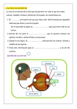 1. La vista nos permite ver 
La vista es el sentido de la vista que nos permite ver todo lo que nos rodea: 
colores, tamaño