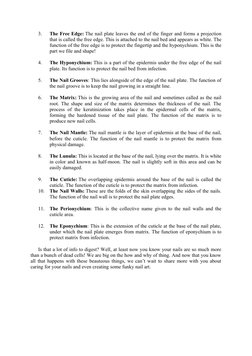 3.
The Free Edge: The nail plate leaves the end of the finger and forms a projection
that is called the free edge. This is at