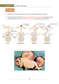 Chapter 1 
Neurology – Embryology 
 
 
 
6 
 
 
 
 
 
▪ 
After closure of neural tube, it induces bone to form verteb