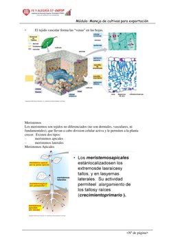 Módulo: Manejo de cultivos para exportación  
<Nº de página> 
• 
El tejido vascular forma las “venas” en las hojas.