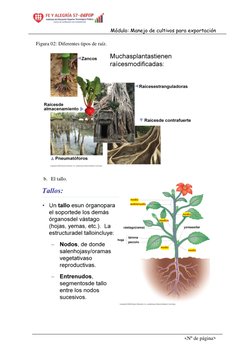 Módulo: Manejo de cultivos para exportación  
<Nº de página> 
Figura 02: Diferentes tipos de raíz.  
 
 
 
 
b. El tallo.