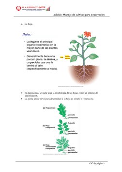 Módulo: Manejo de cultivos para exportación  
<Nº de página> 
 
c. La hoja. 
 
 
  
 
• En taxonomía, se suele usar la morfol
