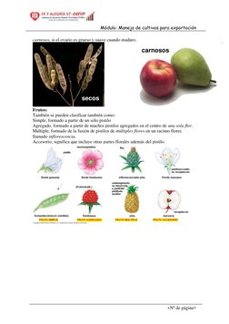 Módulo: Manejo de cultivos para exportación  
<Nº de página> 
carnosos, si el ovario es grueso y suave cuando maduro. 
 
Frut