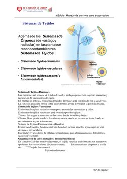 Módulo: Manejo de cultivos para exportación  
<Nº de página> 
  
 
Sistema de Tejidos Dermales 
Las funciones del sistema de