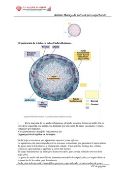 Módulo: Manejo de cultivos para exportación  
<Nº de página> 
 
Organización de tejidos en tallos:Eudicotiledóneas 
 
 
• 
En