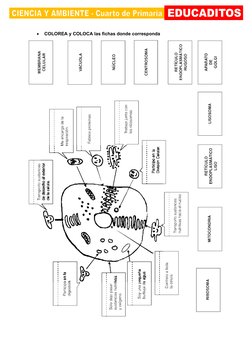 Actividades sobre la Célula para 4to Grado | PDF | Biología Celular ...