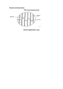 SB015 Experiment 2: Plant Tissues Lab Report | PDF | Tissue (Biology ...