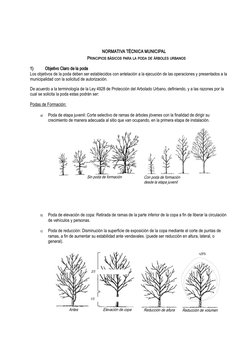NORMATIVA TÉCNICA MUNICIPAL
PRINCIPIOS BÁSICOS PARA LA PODA DE ÁRBOLES URBANOS 
1)
Objetivo Claro de la poda
Los objetivos d