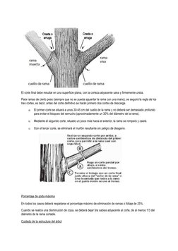 El corte final debe resultar en una superficie plana, con la corteza adyacente sana y firmemente unida.
Para ramas de cierto