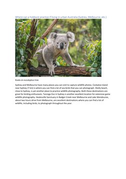 Where can a hobbyist practice if living in urban Australia (Sydney, Melbourne, etc.) 
 
Koala on eucalyptus tree 
Sydney and