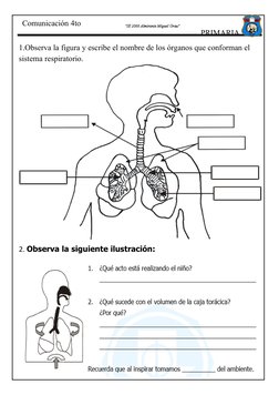 PRIMARIA
"IE 2066 Almirante Miguel Grau"
Comunicación 4to 
1.Observa la figura y escribe el nombre de los órganos que conform