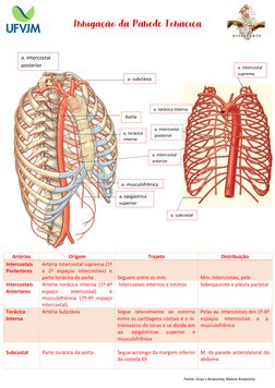 Irrigação da Parede Torácica  
  
 
 
 
 
 
 
 
 
 
 
 
 
 
 
 
 
Artérias 
Origem  
Trajeto  
Distribuição 
Intercostais 
Po