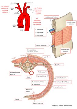 Aa. 
intercostais 
posteriores e 
aa. Subcotais 
Aa. Torácica 
interna e aa. 
intercostal 
suprema 
Aa. Torácica 
interna e a