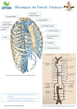 Drenagem da Parede Torácica 
 
 
 
 
 
 
 
 
 
 
 
 
 
 
 
 
 
 
 
 
 
Figura 2-Representação diagramática das veias do tórax