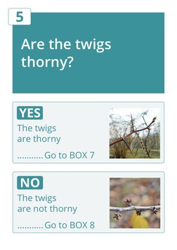 Are the twigs 
thorny?
5
The twigs 
are thorny
...........Go to BOX 7
YES 
The twigs 
are not thorny
...........Go to BOX 8
N