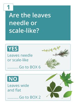 Are the leaves 
needle or 
scale-like?
1
Leaves needle 
or scale-like
...........Go to BOX 6
YES 
Leaves wide 
and flat
.....