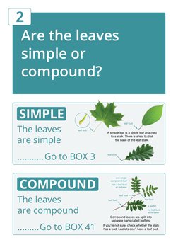 Are the leaves 
simple or 
compound?
2
The leaves 
are simple
...........Go to BOX 3
SIMPLE 
The leaves 
are compound
.......