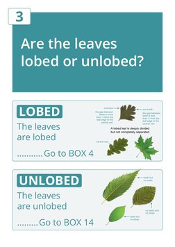 Are the leaves 
lobed or unlobed?
3
The leaves 
are lobed
...........Go to BOX 4
LOBED 
The leaves 
are unlobed
.........Go t