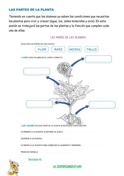 Secuencia Didáctica: Las Plantas 1° Grado | PDF | Plantas | Enseñando
