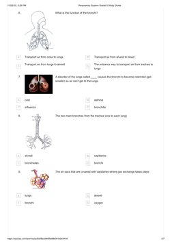 Grade 5 Respiratory System Study Guide | PDF | Lung | Respiratory System