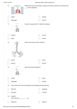 Grade 5 Respiratory System Study Guide | PDF | Lung | Respiratory System