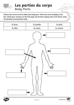 French Body Parts Labeling Worksheet | PDF