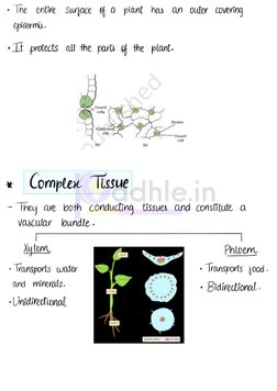Class 9 Handwritten Tissue Notes | PDF