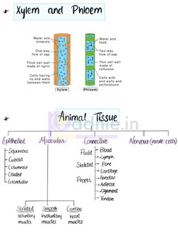 Class 9 Handwritten Tissue Notes | PDF
