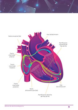 Manual de electrocardiograma
9
Haz de Bachmann
Ramiﬁcación
izquierda del
 Haz de his
Vías 
de conducción
Ramiﬁcación derecha