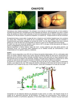 CHAYOTE 
 
Llamada por otros "patata australiana". Sin embargo, no se trata de un tubérculo sino de un fruto ovalado y 
recub