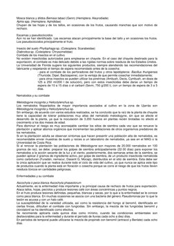 Mosca blanca y áfidos Bemisia tabaci (Genn) (Hemiptera: Aleyrodiade) 
Aphis spp. (Hemiptera: Aphididae) 
Chupan de las hojas