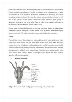 Structure and Life Cycle of Obelia | PDF