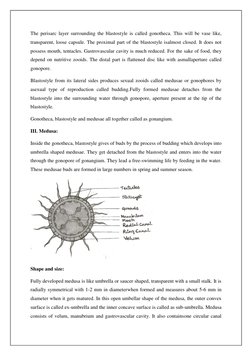 Structure and Life Cycle of Obelia | PDF