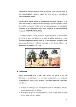 7 
 
superpuestas. La frecuencia de podas es variable. En el caso de pinos, la 
primera poda podría realizarse a partir del t