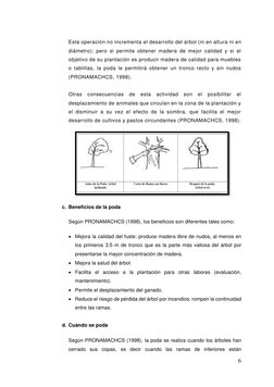 6 
 
Esta operación no incrementa el desarrollo del árbol (ni en altura ni en 
diámetro); pero si permite obtener madera de m