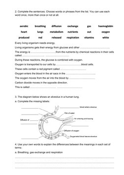 Grade 7 Respiratory System Worksheet | PDF | Breathing | Respiratory System