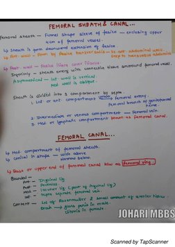 Lower Limb Anatomy Notes PDF | PDF