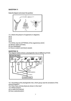 Grade 11 Animal Diversity Questions | PDF | Biology | Organisms