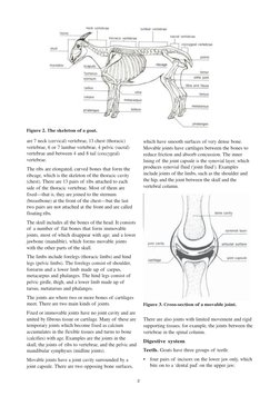 Goat Anatomy and Physiology Overview | PDF | Ruminant | Human Anatomy