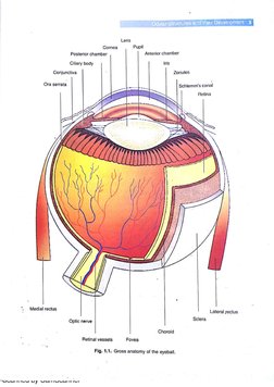 Anatomy and Physiology of the Eye | PDF
