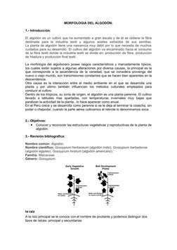 MORFOLOGIA DEL ALGODÓN:
1.- Introducción:
El algodón es un cultivo que ha aumentado a gran escala y de él se obtiene la fibra
