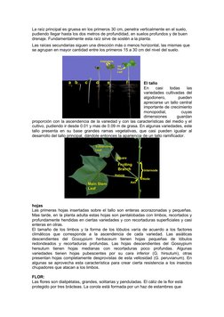 La raíz principal es gruesa en los primeros 30 cm, penetra verticalmente en el suelo, 
pudiendo llegar hasta los dos metros d