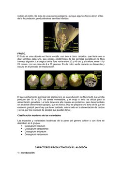 rodean el pistilo. Se trata de una planta autógama. aunque algunas flores abren antes 
de la fecundación, produciéndose semil