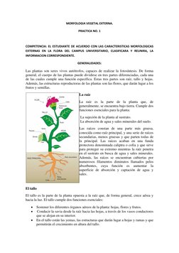MORFOLOGIA VEGETAL EXTERNA. 
PRACTICA NO. 1  
 
COMPETENCIA: EL ESTUDIANTE DE ACUERDO CON LAS CARACTERISTICAS MORFOLOGICAS 
E