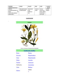 (http://es.wikipedia.org/wiki/Archivo:Koeh-015.jpg) 
CLASIFICACION 
,  
 
 
 
 
 
 
 
 
 
 
 
 
 
 
 
 
 
 
 
 
 
NOMBRE 
CO