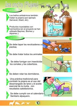 Se debe tapar los revolcaderos con 
piedras.
Se debe tratar todos los animales.
 Se debe fumigar con insecticidas 
 l