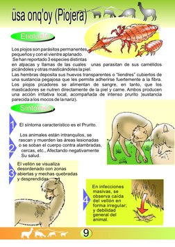 Etiología:
Etiología:
Síntomas:
Síntomas:
4
1
3
2
üsa onq'oy (Piojera)
üsa onq'oy (Piojera)
9
 
Los piojos son parásitos perm