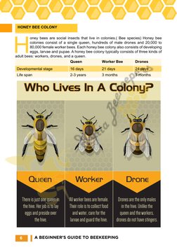 Beekeeping Guide.pdf Beginner's Beekeeping Guide | PDF | Honey Bee | Beekeeping